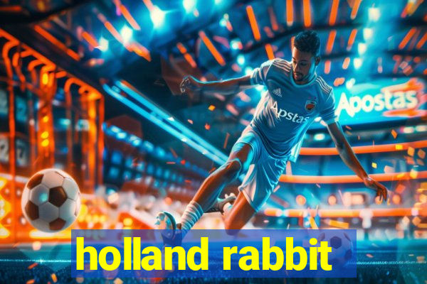 holland rabbit