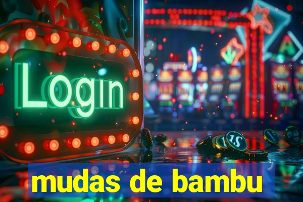 mudas de bambu