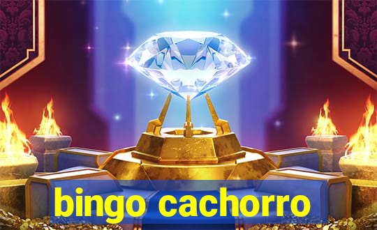 bingo cachorro