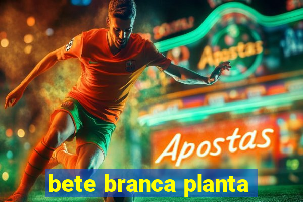 bete branca planta