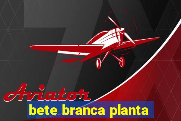 bete branca planta