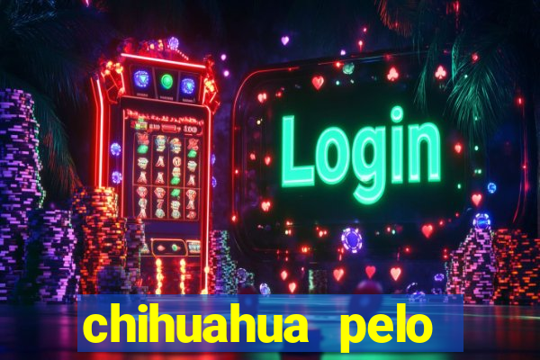 chihuahua pelo longo pre莽o