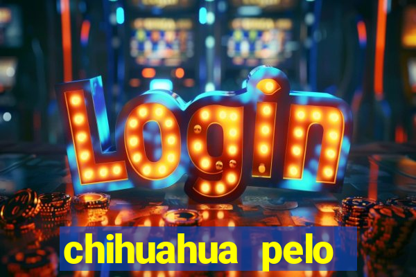 chihuahua pelo longo pre莽o