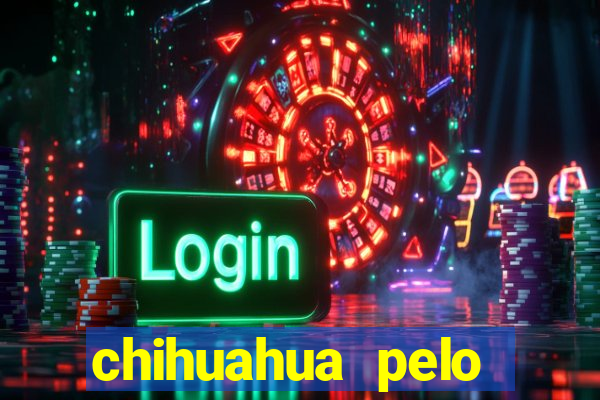 chihuahua pelo longo pre莽o